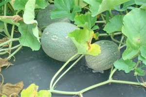 Batten Bay Farm Melons